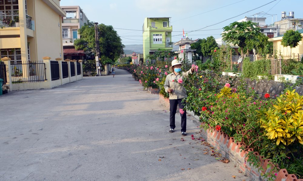 Tuyến đường hoa vào khu dân cư 7B, phường Cẩm Phú (TP Cẩm Phả) do Hội CCB phường vận động hội viên và người dân khu dân cư đóng góp xây dựng.