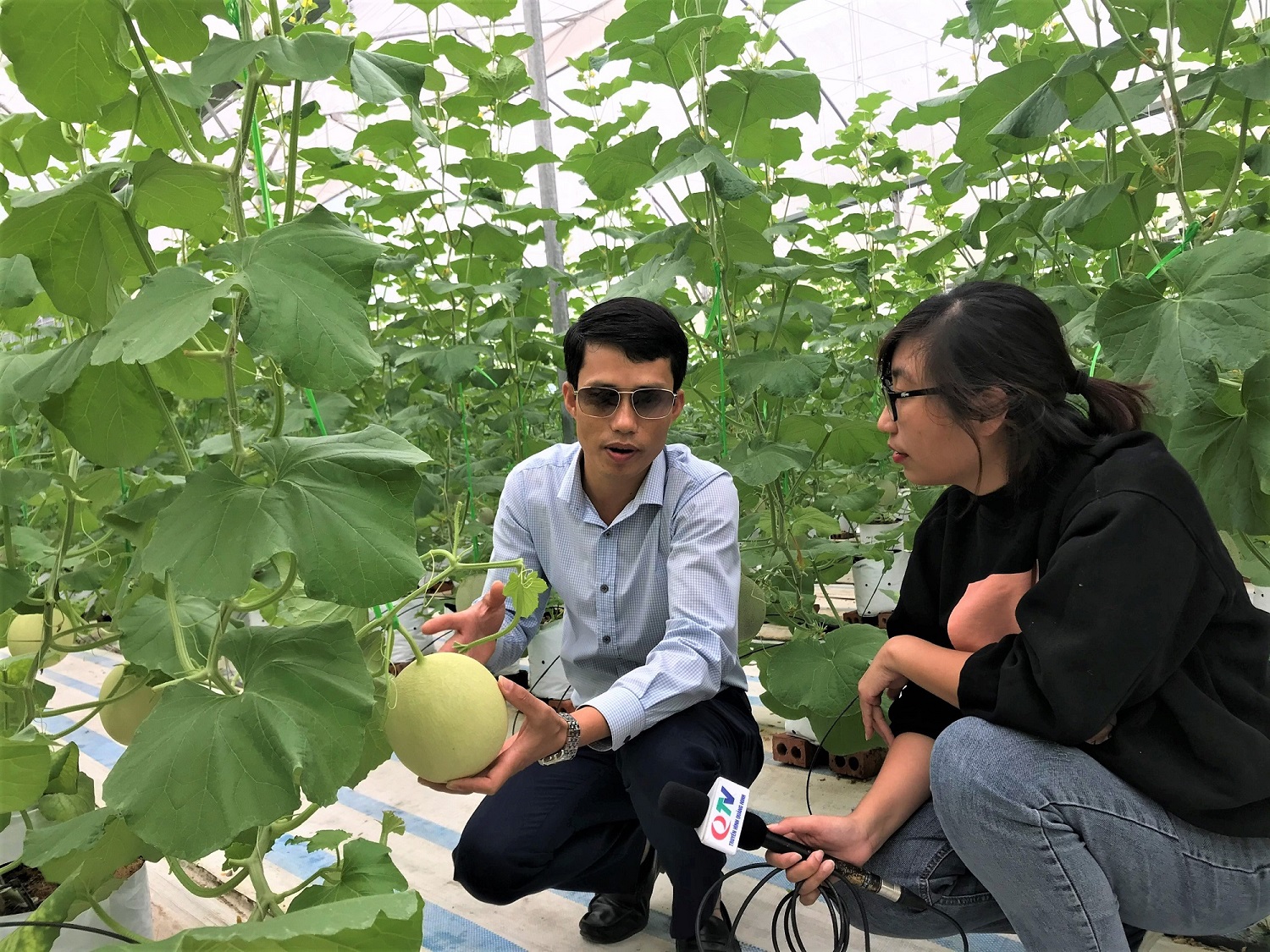 Anh Nguyễn Hữu Nhượng, Giám đốc Công ty CP Thương mại và Xây dựng Đầm Hà (xã Quảng Tân, huyện Đầm Hà) giới thiệu về mô hình trồng dưa lưới theo công nghệ Israel. 