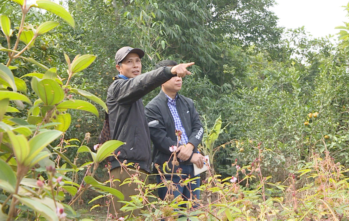 Hơn 5ha trồng keo của gia đình anh Trần Văn Hồng, thôn Cái Bầu xã Vạn Yên đã được kiểm đếm từ năm 2016 nhưng đến nay chưa nhận được tiền đền bù.