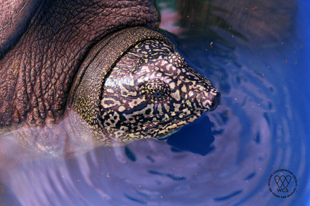 Chú thích ảnh Cận cảnh đầu và vân của rùa Hoàn Kiếm. Ảnh: WCS Việt Nam