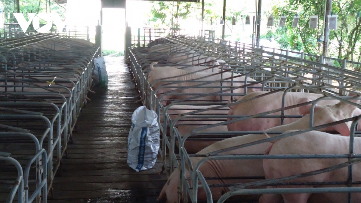 Một trang trại nuôi lợn ở huyện Thống Nhất, tỉnh Đồng Nai