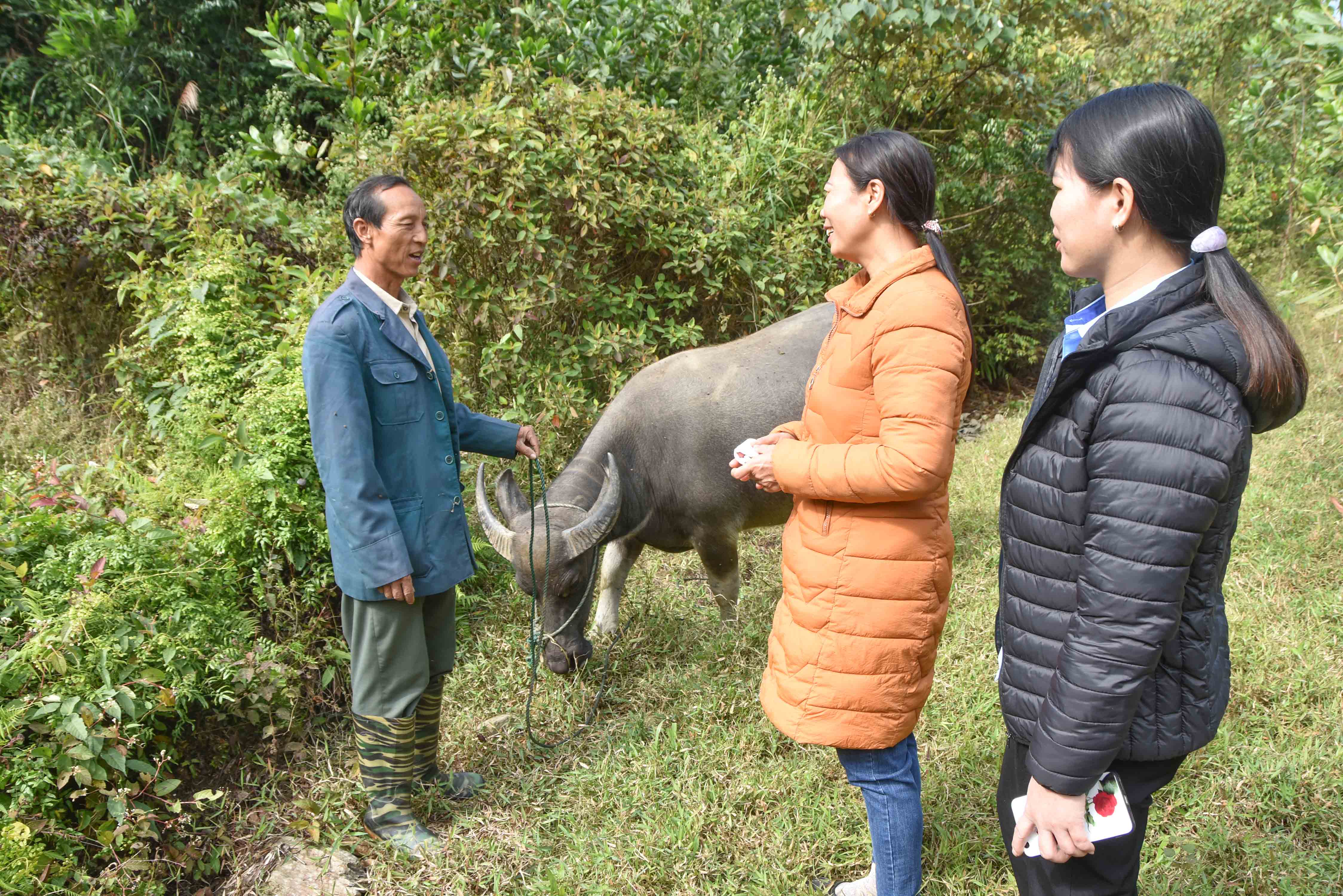 Cán bộ xã Quảng Lâm (huyện Đầm Hà) nắm tình hình hộ dân được hỗ trợ trâu giống để phát triển sản xuất.