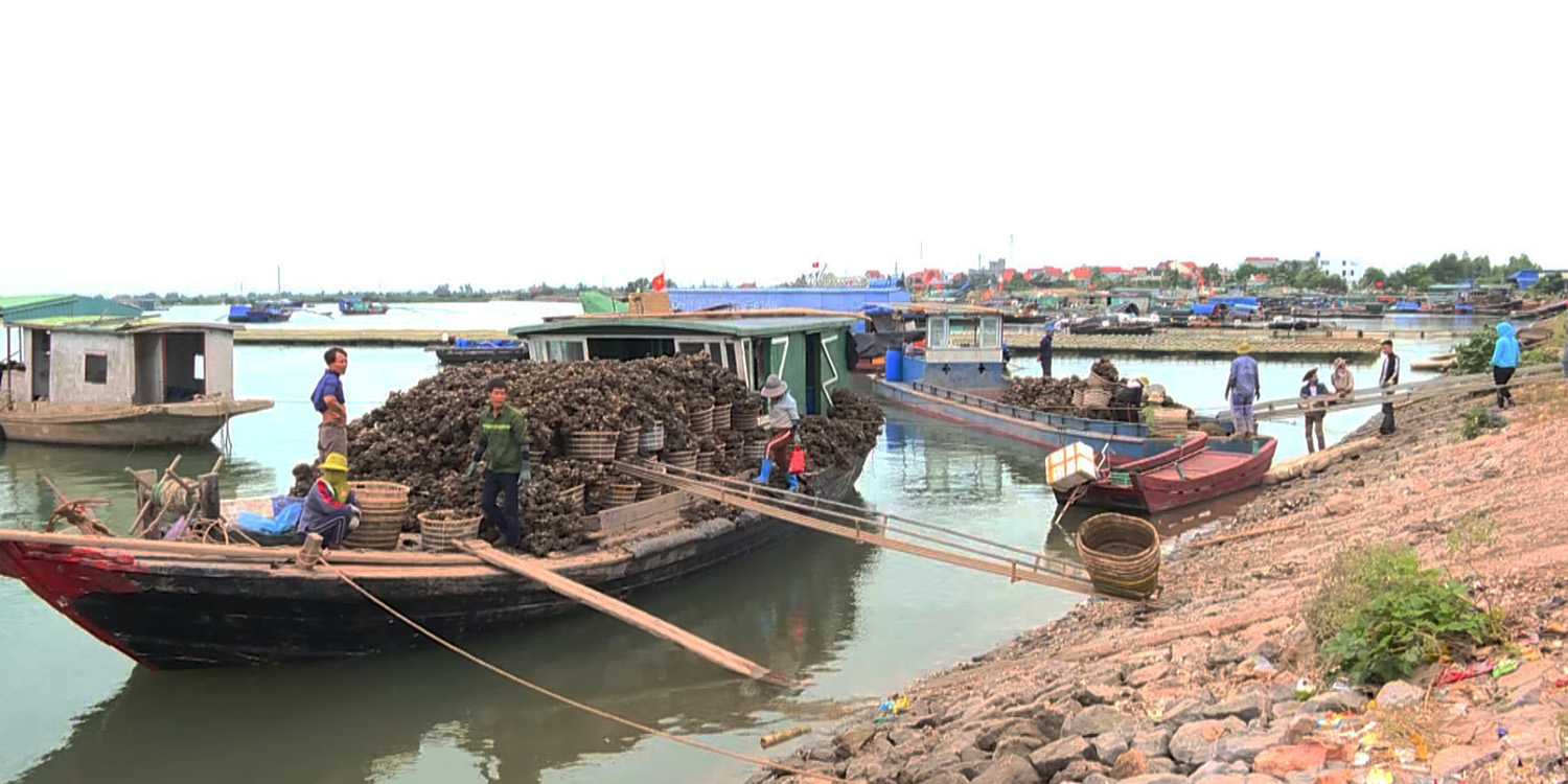 Người dân xã Tân An, TX Quảng Yên khai thác thủy sản. 