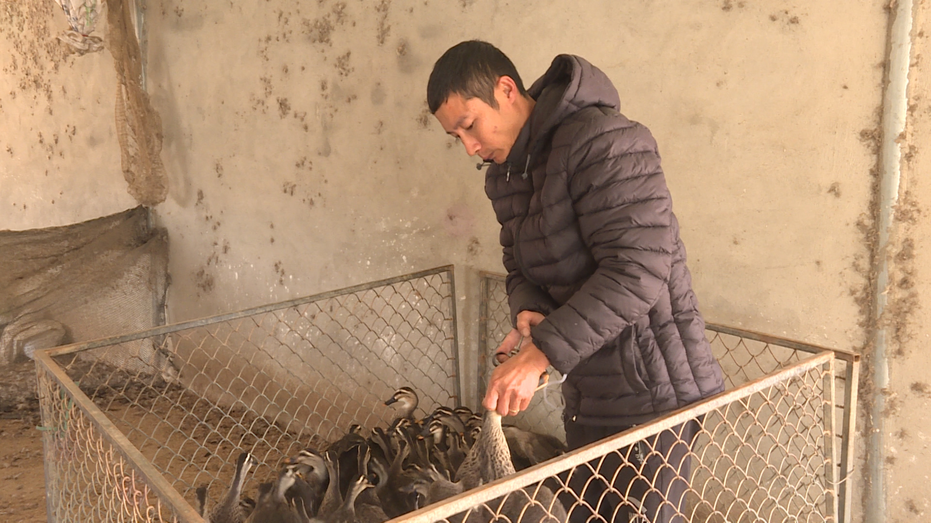 Các hộ chăn nuôi trên địa bàn thực hiện tiêm phòng vacxin cho đàn vật nuôi đến kỳ.