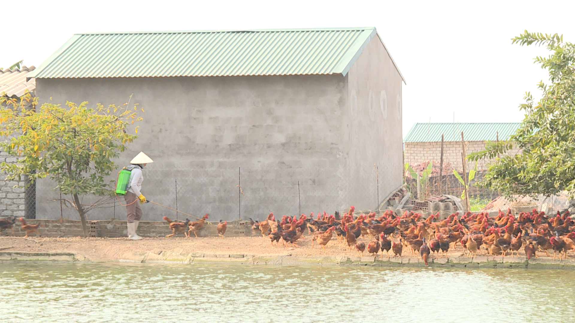 Công tác vệ sinh chuồng trại, khử trùng tiêu độc môi trường được các hộ chăn nuôi chú trọng.