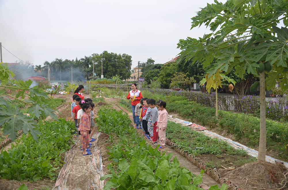 Vườn rau xanh của Trường Mầm non Edukids, TX Đông Triều.