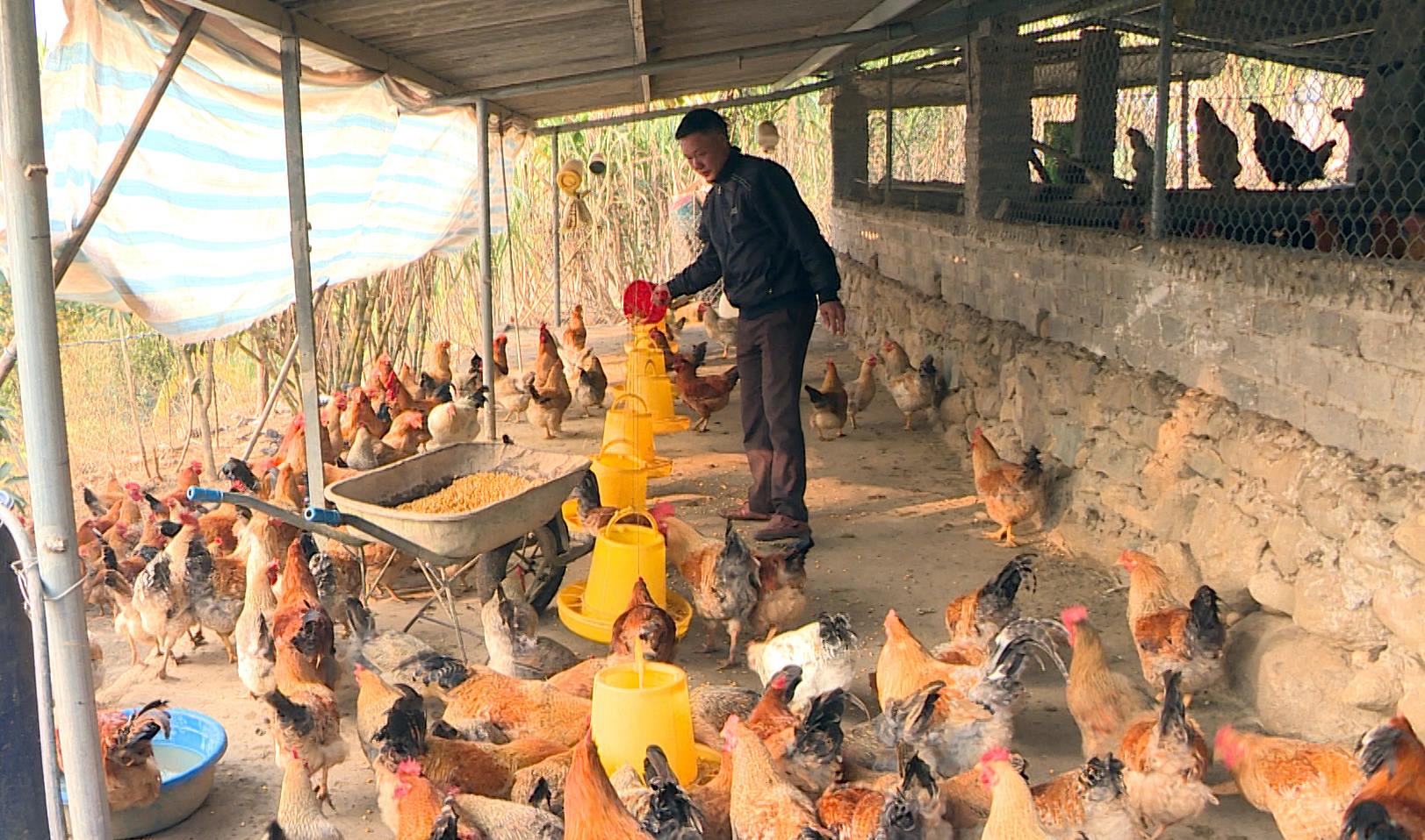 Nhờ sự hướng dẫn của anh Lý Đức Bảo, anh Lý Văn Dũng, thôn Hợp Thành, xã Phong Dụ, huyện Tiên Yên đã mạnh dạn, đầu tư phát triển mô hình nuôi gà hiệu quả.