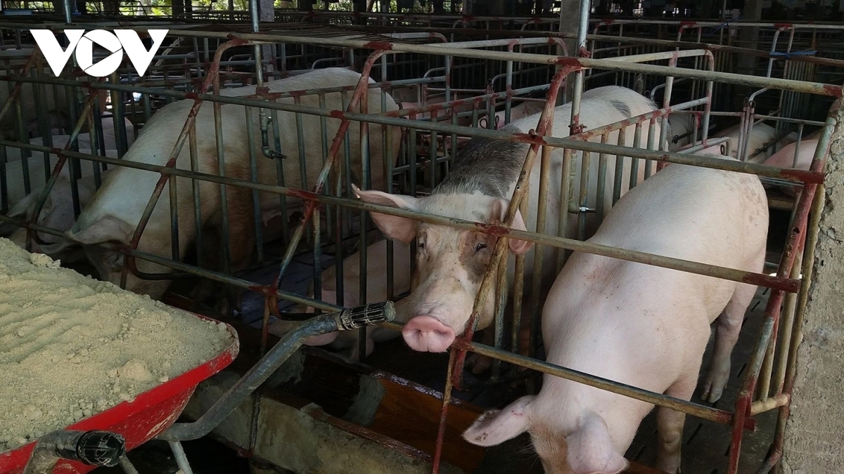 Dù có tăng nhẹ nhưng cơ bản giá lợn hơi trên thị trường cả nước những ngày vừa qua vẫn ổn định ở mức từ 70.000 – 77.000 đồng/1 kg.