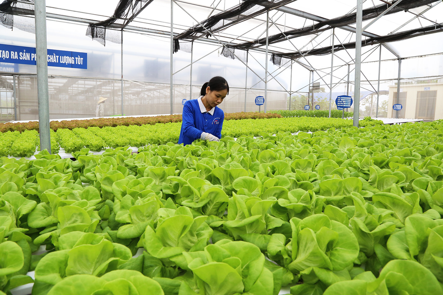 Nhiều đơn vị tại TX Đông Triều chủ động ứng dụng công nghệ cao trong sản xuất nông nghiệp.