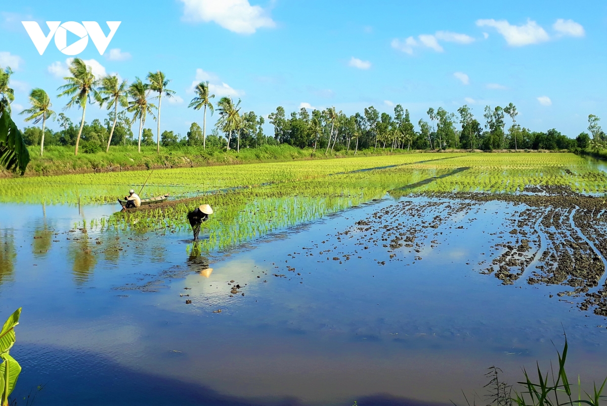 Cứ vào mùa mưa, người dân huyện Thới Bình bắt đầu làm vụ lúa trên đất nuôi tôm.
