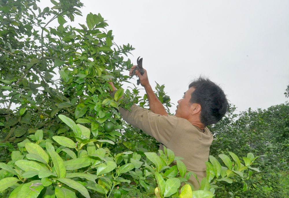 Người dân xã Tân Bình, huyện Đầm Hà đầu tư trồng cây ăn quả để phát triển kinh tế gia đình.