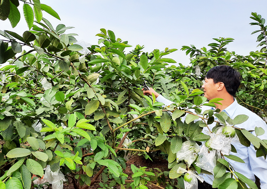 Mô hình trồng cây ăn quả của người dân xã Quảng Tân, huyện Đầm Hà.