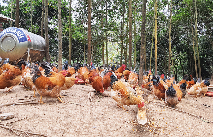 Dịp tết nguyên đán này huyện Tiên Yên có khoảng 100.000 con gà thương phẩm.