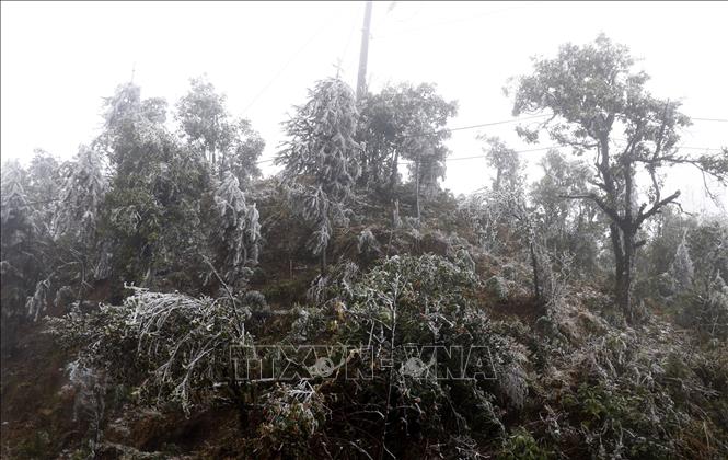 Băng tuyết bao phủ trên các cành cây. Ảnh: Quốc Khánh/TTXVN