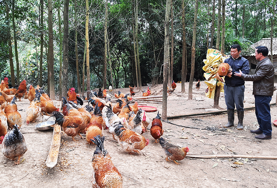 Giống gà Tiên Yên được nuôi trong các nông hộ được đánh giá chất lượng thơm, ngon.