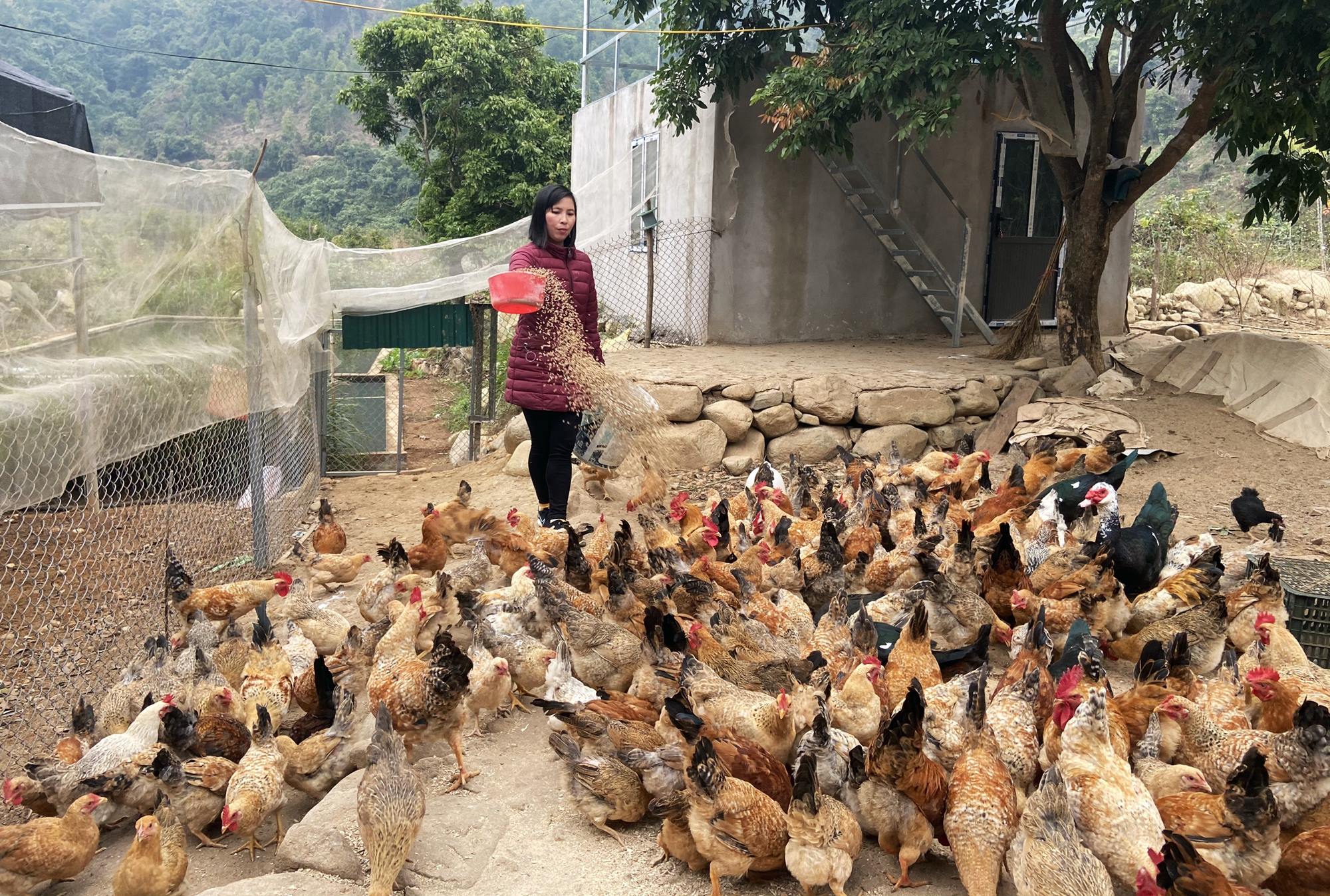 Chị Chìu Thị Phấu, thôn Nà Ếch, xã Hoành Mô phấn khởi mở rộng quy mô sản xuất nuôi gà tăng thu nhập khi các tuyến đường liên thôn, liên xã được bê tông hóa. 