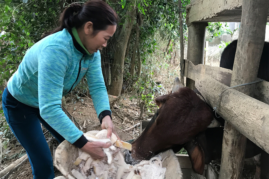 Người dân xã Cam Tuyền, huyện Cam Lộ nhốt trâu bò để giữ ấm. Ảnh: Hoàng Táo