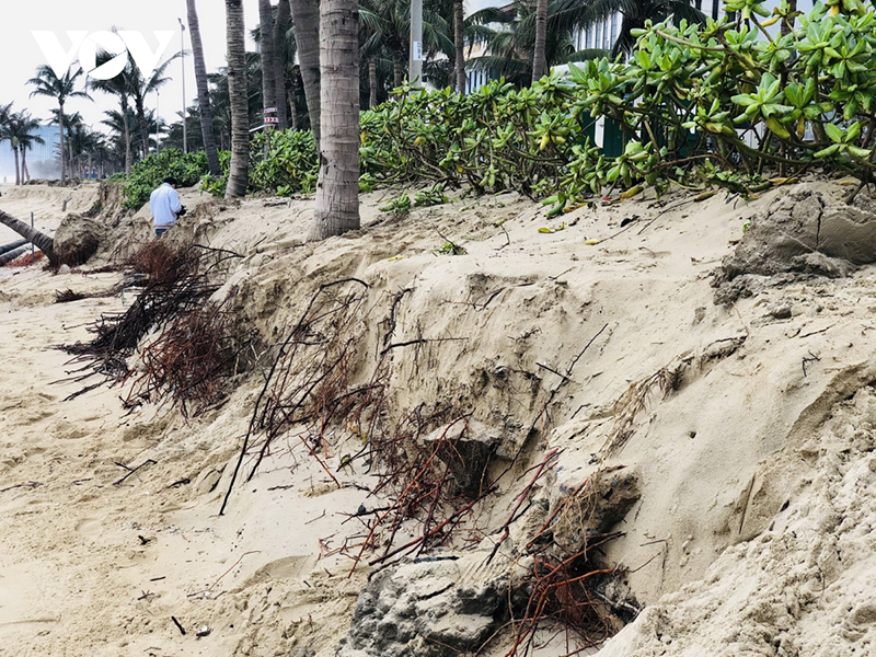 Hàng dừa cạnh bờ biển cũng bị sóng cuốn trôi.