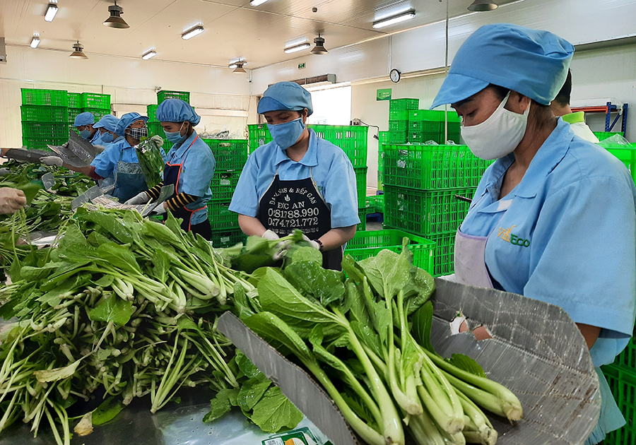 Sơ chế rau xanh tại Khu nông nghiệp CNC Vineco Quảng Ninh.