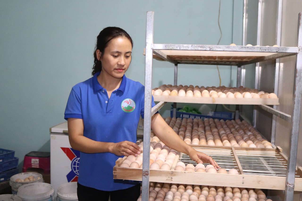 Quy trình ấp trứng theo quy chuẩn của gia đình chị Hiền.