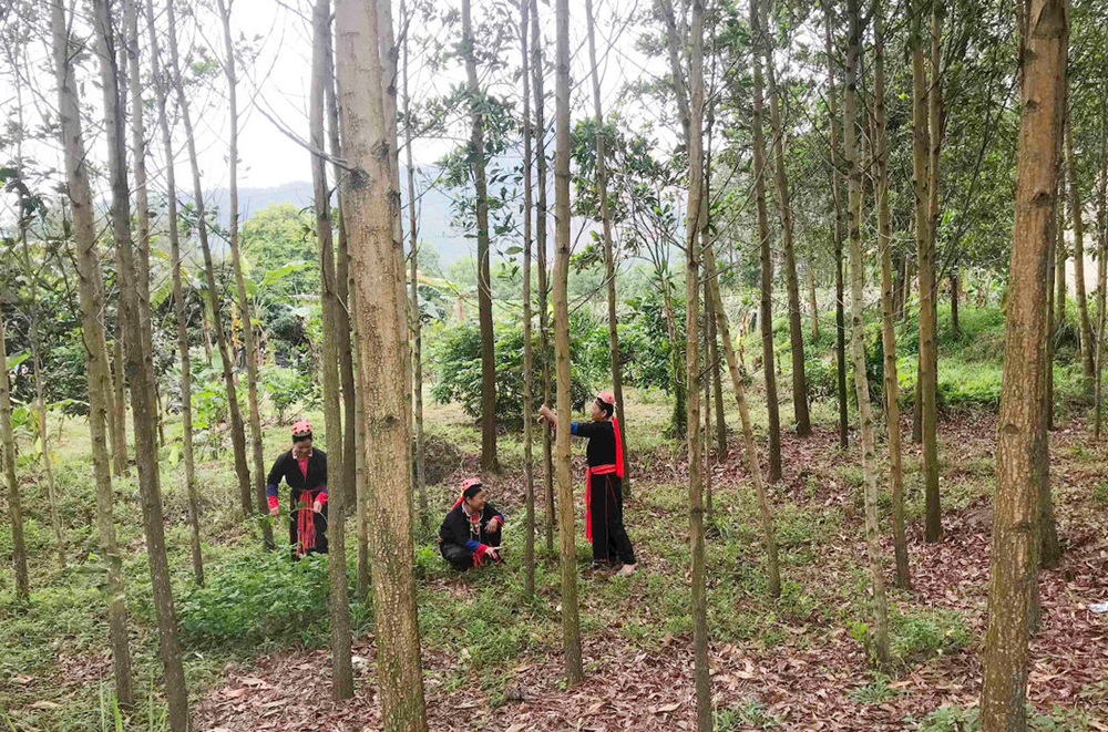 Người dân xã Bằng Cả (TP Hạ Long) chăm sóc rừng trồng.