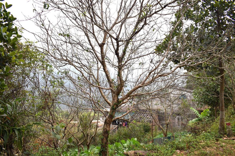 Nhiều người ở xã Húc Động trồng đào chỉ để đẹp nhà chứ không có ý định để bán.