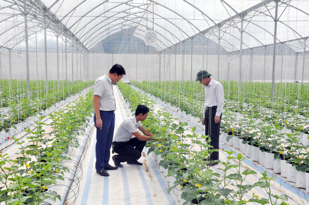 Dự án trồng dưa lưới của Công ty CP Thương mại và Xây dựng Đầm Hà tại thôn Tân Thanh, xã Quảng Tân.