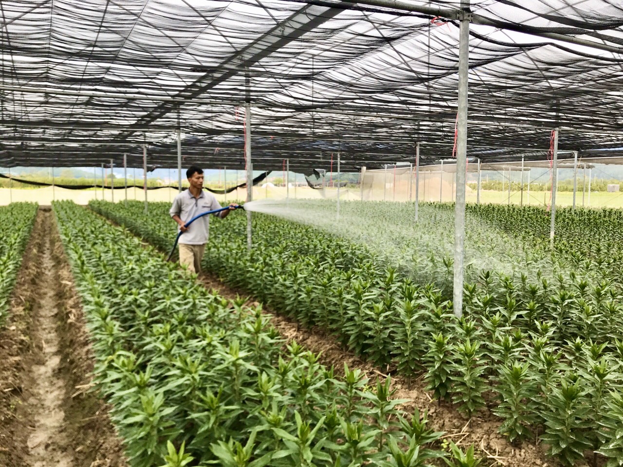 Anh Vũ Xuân Đương, thôn Quảng Mản, xã Bình Khê, TX Đông Triều chăm sóc vườn trồng hoa ly.