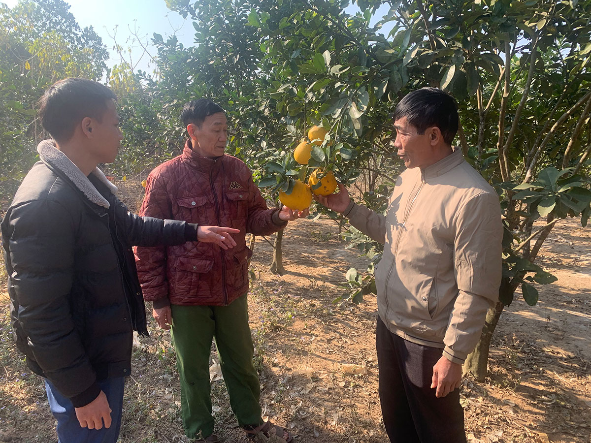 Ông Chìu Quay Dẩu, thôn Đồng Và đang cùng các cán bộ xã đi kiểm tra vườn bưởi diễn của gia đình. 