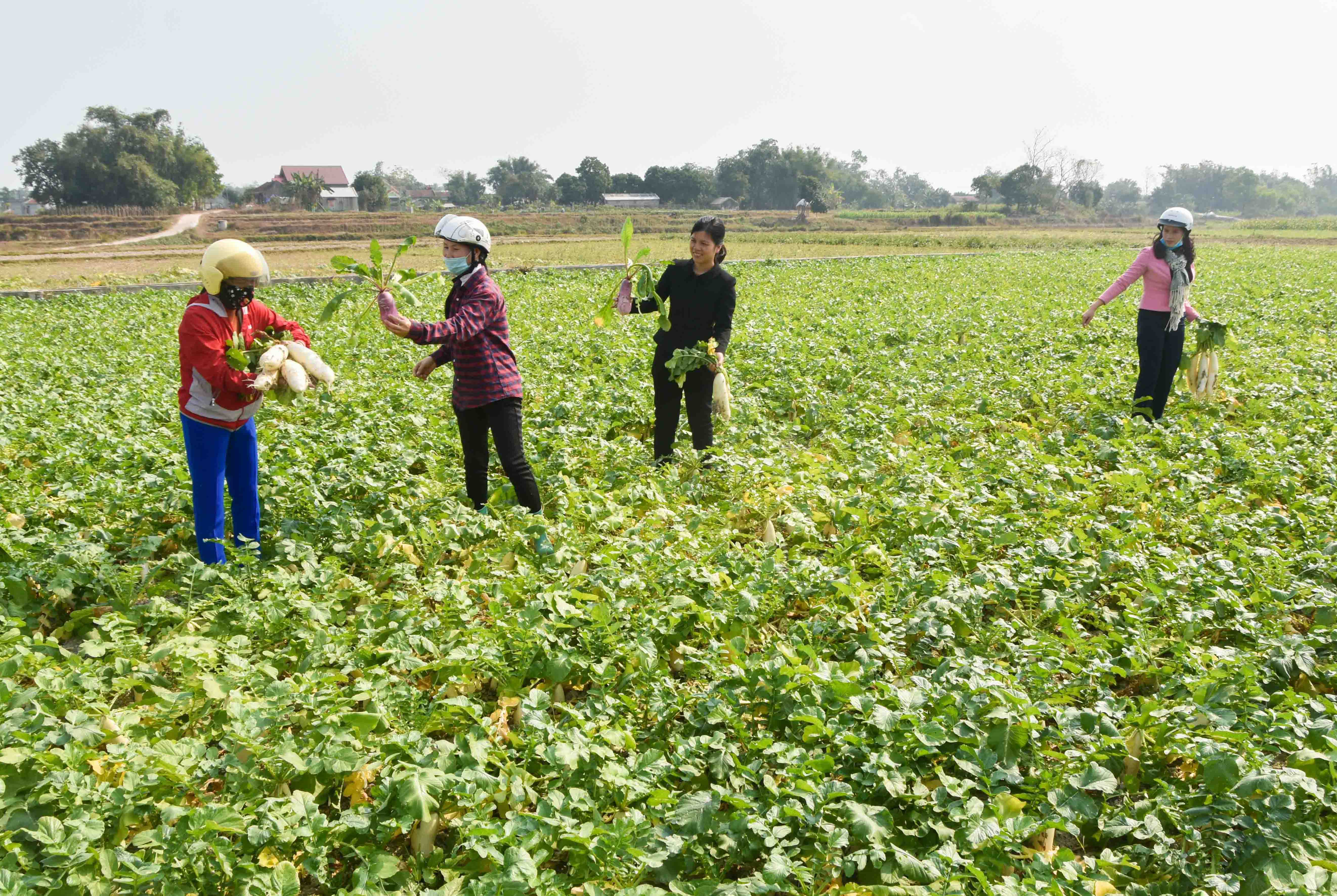Các thành viên “Tổ liên kết sản xuất và tiêu thụ củ cải” tại xã Quảng An, Quảng Tân hỗ trợ nhau thu hoạch củ cải.