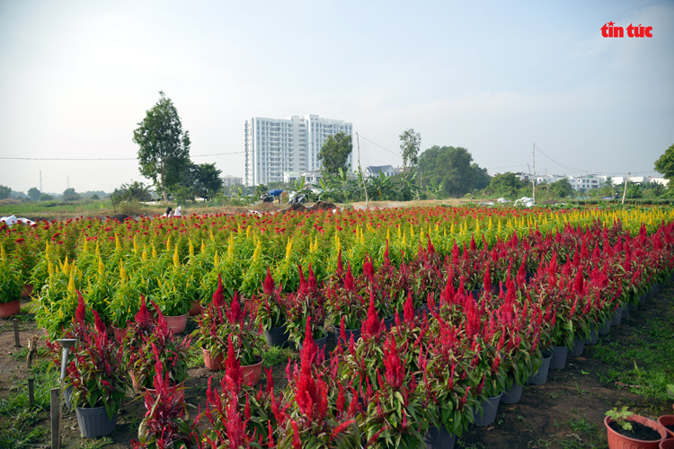Những chậu hoa mào gà vàng, đỏ rực rỡ tại làng hoa ở TP Hồ Chí Minh.