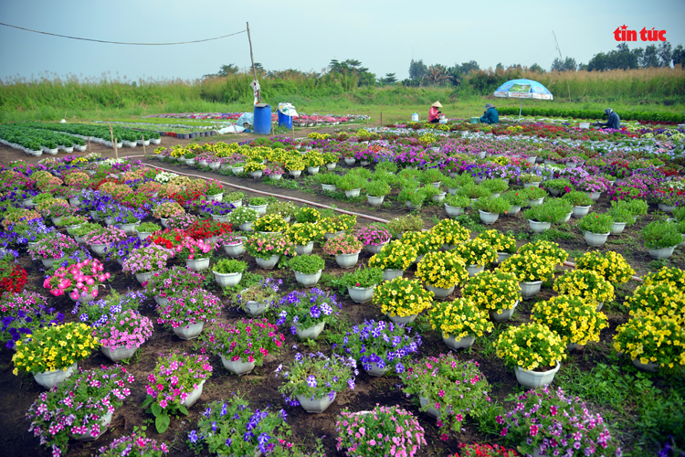 Vườn hoa đủ sắc màu của bà Nguyễn Thị Phượng tại phường Thới An, quận 12.