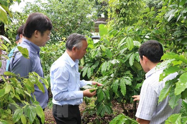 Đoàn công tác của Bộ Nông nghiệp và Phát triển nông thôn thăm các mô hình nông nghiệp hữu cơ tại Đắk Lắk. (Nguồn: TTXVN)