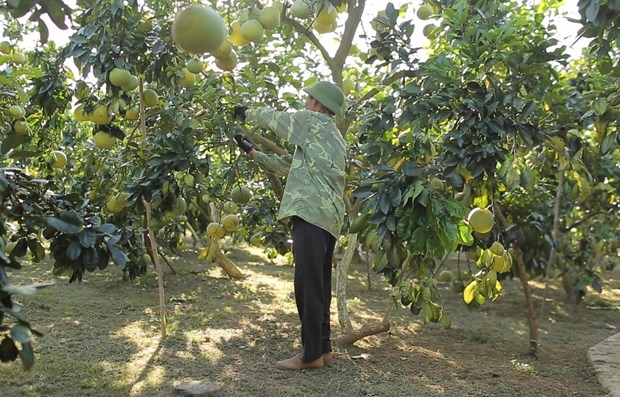 Nhiều hộ dân tham gia sản xuất nông nghiệp hữu cơ. (Ảnh: Vietnam+)