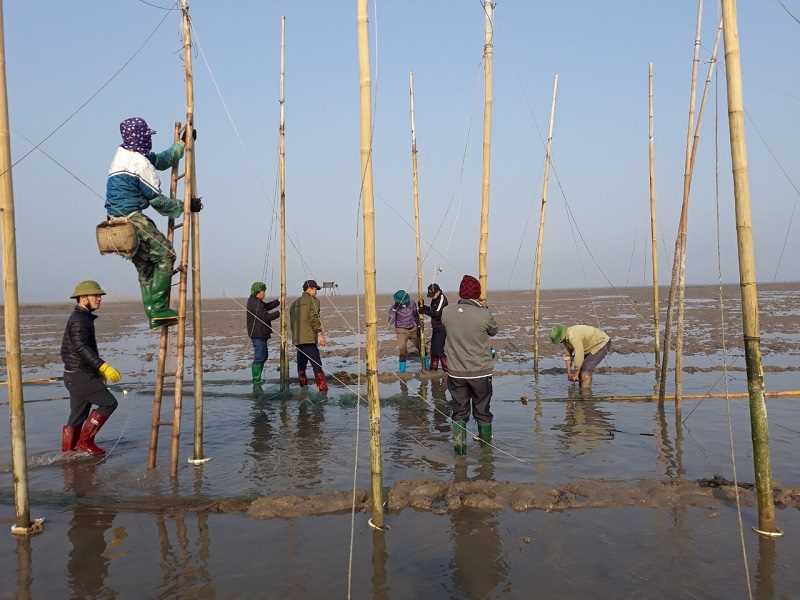Các hộ ngư dân tại xã Quảng Minh (huyện Hải Hà) đã tự nguyện tháo dỡ đăng đáy, lưới vây và cọc tre tại bãi triều. Ảnh; Thái Hà (CTV)