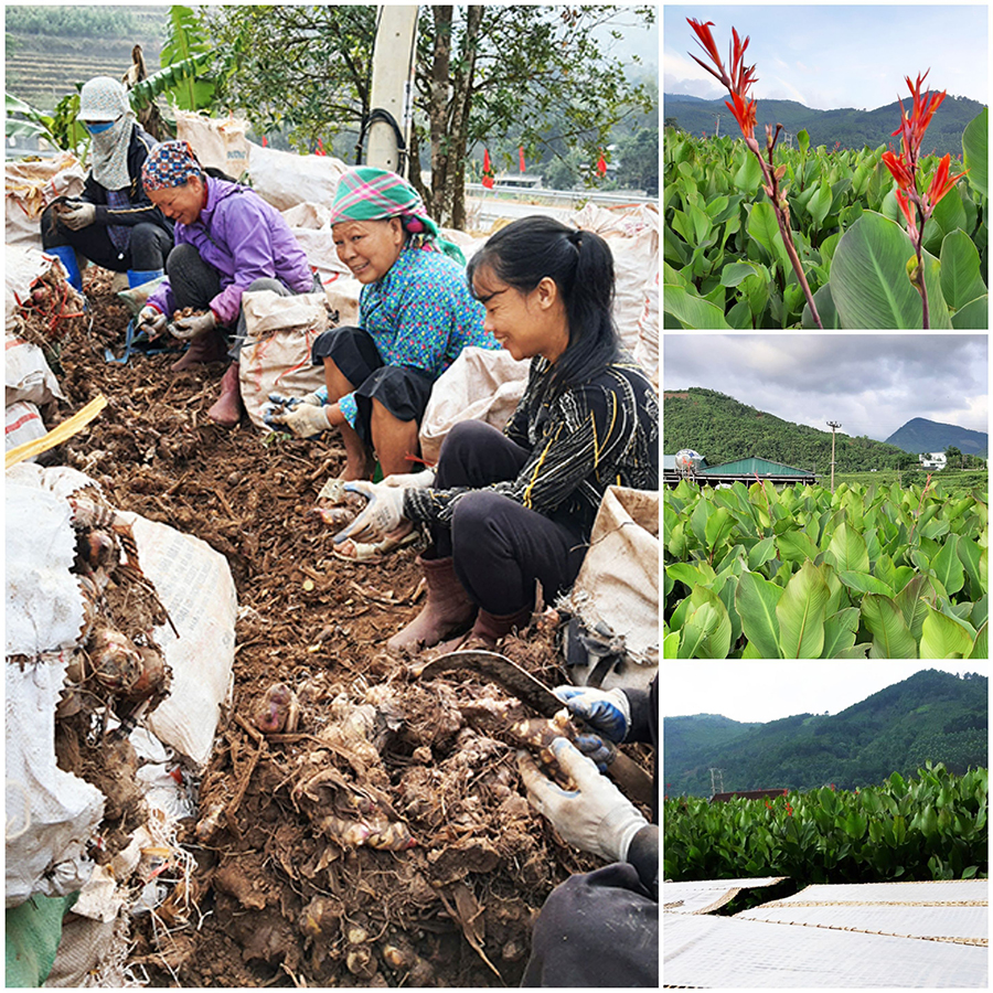 Vùng nguyên liệu là một trong những điều kiện sống còn để phát triển sản xuất miến dong Bình Liêu.