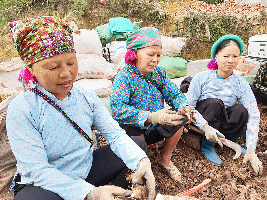 Năm 2021 này, Bình Liêu cần phải phát triển vùng trồng cây dong riềng lên gấp đôi hiện tại. Ảnh người dân Húc Động chuẩn bị dong giống để trồng.