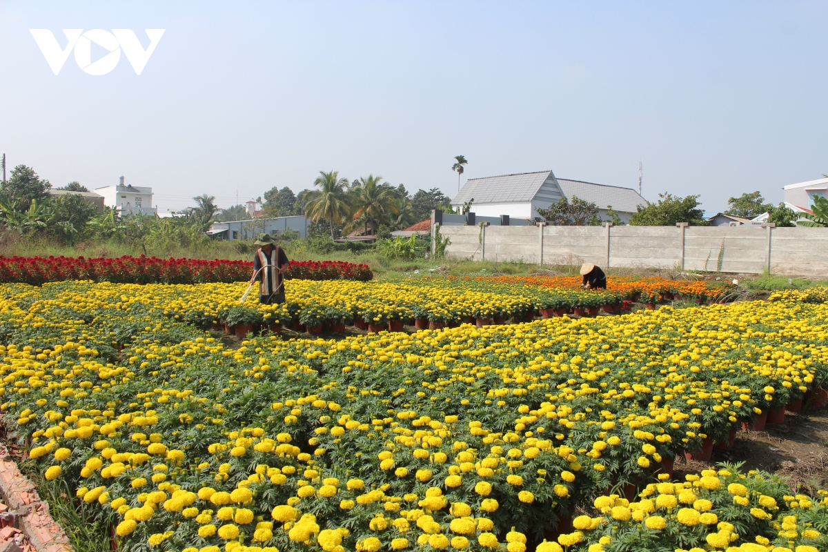 Hoa Vạn thọ vàng nở rộ chờ thu hoạch.