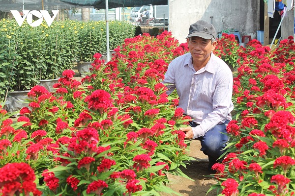 Ông Trương Văn Nhung Tổ trưởng Tổ hợp tác trồng hoa xã Mỹ Phong có hơn 30 năm trồng hoa Tết