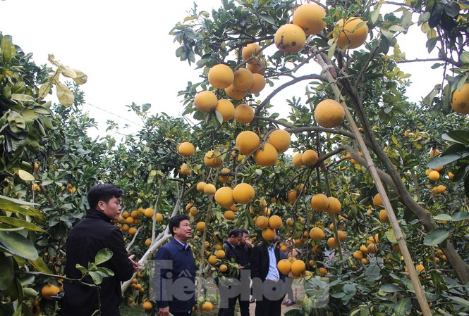 Nhiều người trồng bưởi ở huyện Lục Ngạn năm nay được mùa được giá
