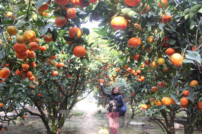 Vườn cam nhà anh Sáng đạt sản lượng khoảng 100 tấn, với giá bán 5000 đồng/kg, anh ước tính thu về khoảng 4,5 - 5 tỷ đồng.