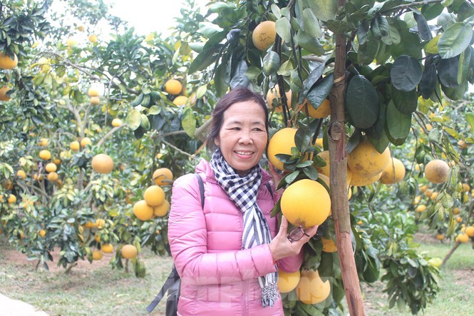 Vườn bưởi trĩu quả ở huyện Lục Ngạn khến nhiều khách hàng thích thú.