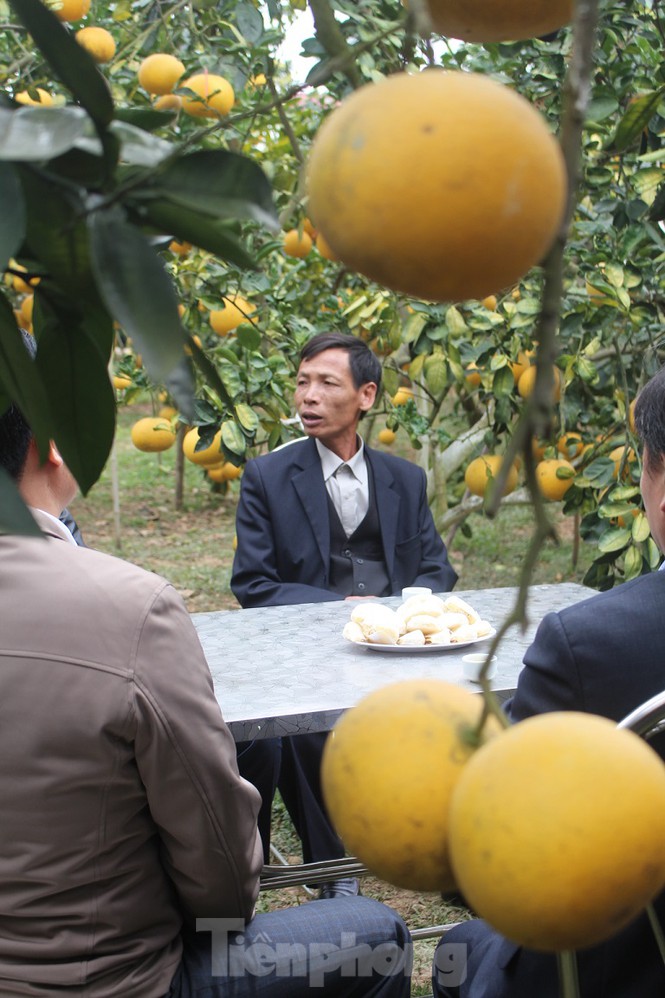 Vuờn bưởi nhà ông Trần Văn Én ở xã Thanh Hải, huyện Lục Ngạn cho doanh thu hơn 1 tỷ đồng/nam.