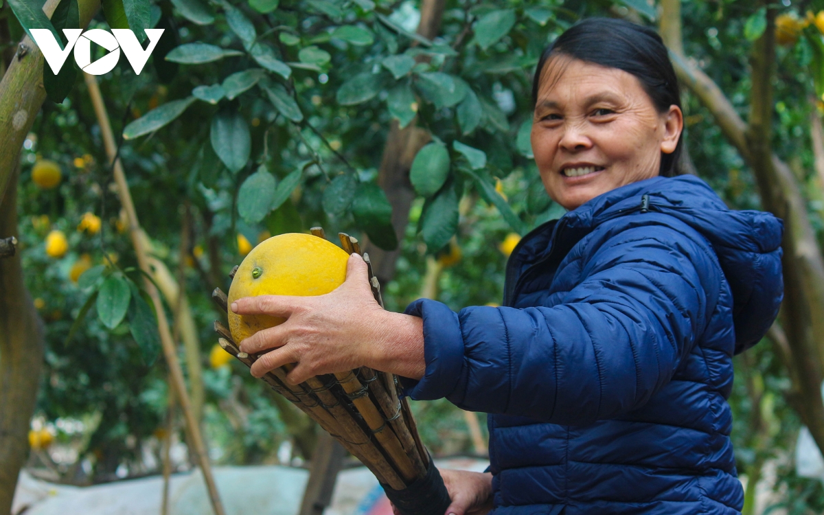 Chị Nguyễn Thị Mai Hoa, người có 27 năm trồng bưởi ở phường Phú Diễn cho biết, từ đầu tháng 12 đã có khách đến chọn bưởi tại vườn. Năm nay do dịch bệnh nên giá bưởi giảm hơn so với mọi năm.