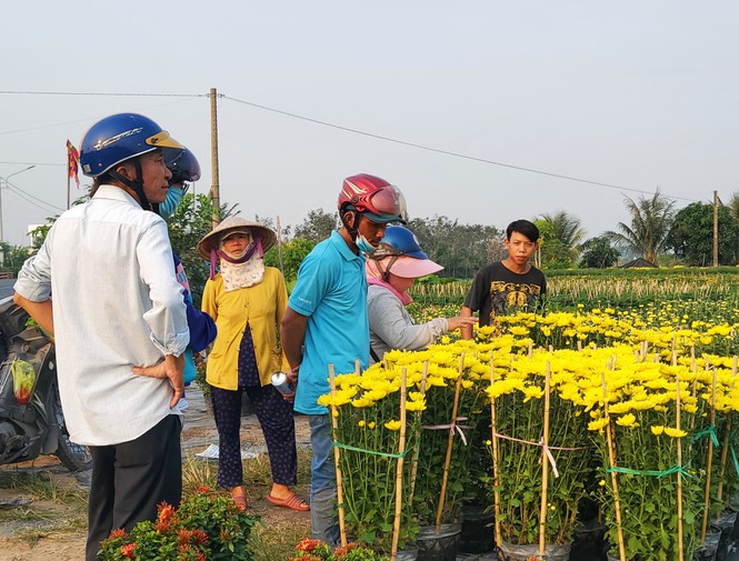 Nhiều thương lái đến đặt mua hoa tại nhà vườn Năm Hành - Ảnh: Kim Hà.