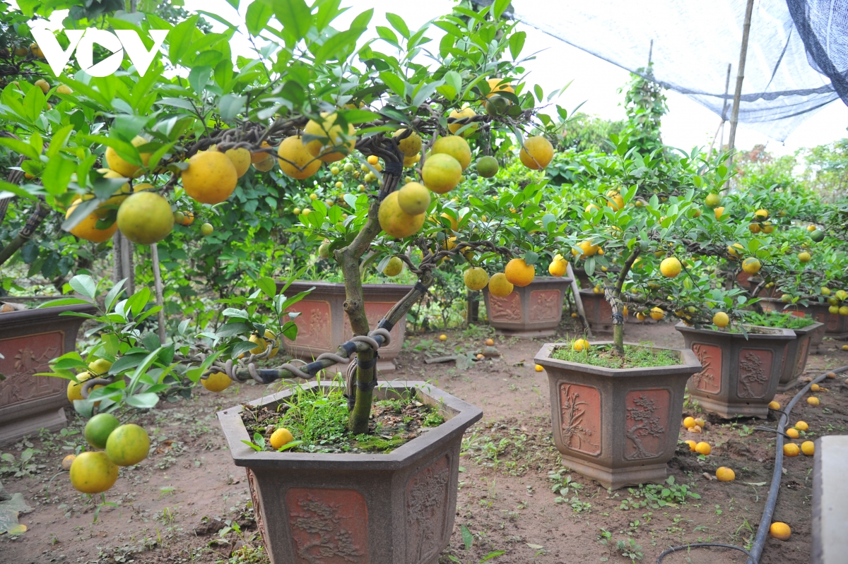 Bên cạnh đó, các nhà vườn ở Văn Giang còn trồng cả chanh vàng bonsai để đáp ứng nhu cầu đa dạng của khách chơi Tết.