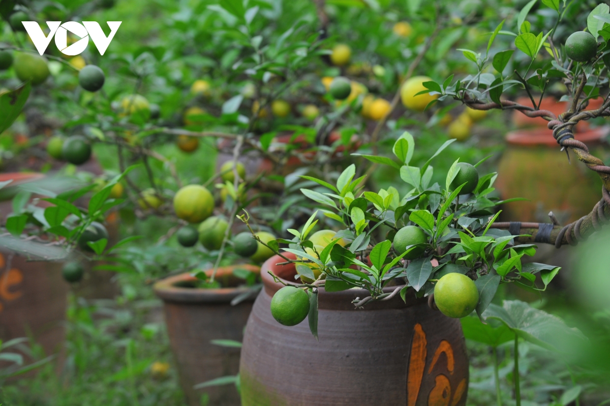 Do ảnh hưởng của dịch Covid-19, chủ nhà vườn ở Văn Giang không tăng giá, thậm chí còn hạ giá một số cây nhỏ để kích cầu tiêu dùng.