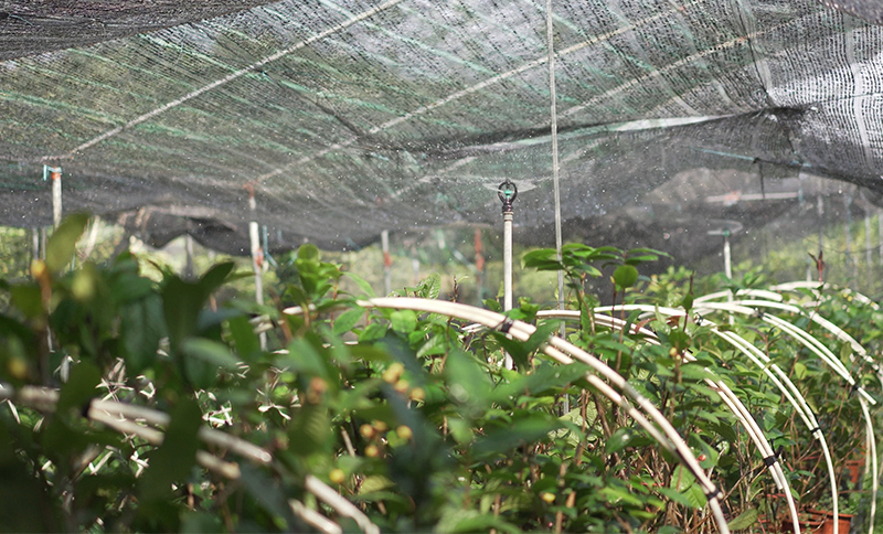 Vườn trà hoa vàng Quy Hoa, xã Quảng Minh, huyện Hải Hà áp dụng công nghệ tưới tự động chăm sóc cây giống.