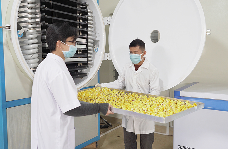 Trà hoa vàng được sử dụng công nghệ sấy thăng hoa để đảm bảo giữ trọng các dưỡng chất.