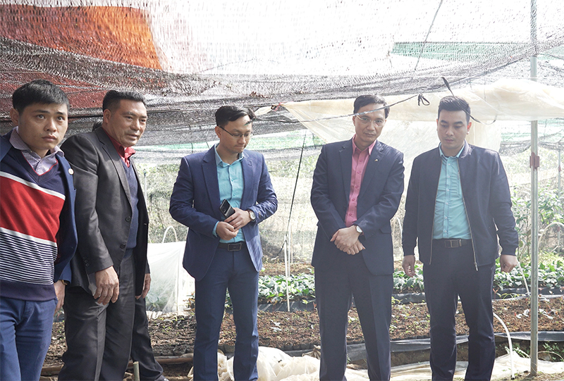 Thành viên Công ty CP Trà hoa vàng Quảng Ninh và chủ vườn trà Quy Hoa trao đổi kỹ thuật chăm sóc cây trà.
